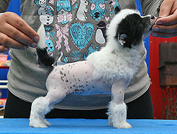 Chinese crested for sale