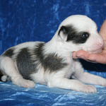 chinese crested dog puppies