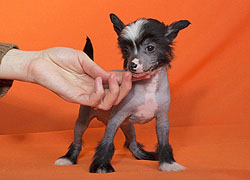 Chinese crested for sale