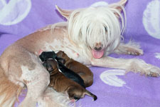 Chinese crested puppies