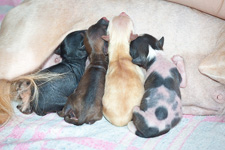 Chinese crested puppies