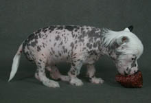 Chinese Crested