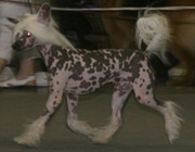 Chinese Crested dog show
