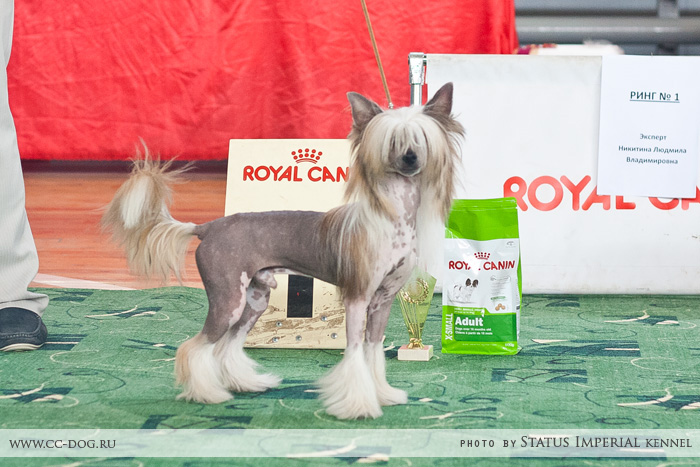 riosalon.ru :: Монопородная выставка Китайская хохлатая собака КЧК в каждом классе