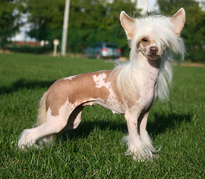 Голая китайская хохлатая собака со стетоскопом, изолированным на белом