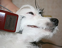 Фотоуроки груминга - Китайская хохлатая собака питомник Vittoria dell Amore