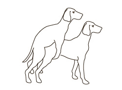 Течка у собак: признаки, стадии, продолжительность, уход